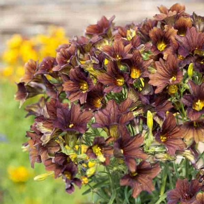 Picture of Salpiglossis - Cafe Au Lait